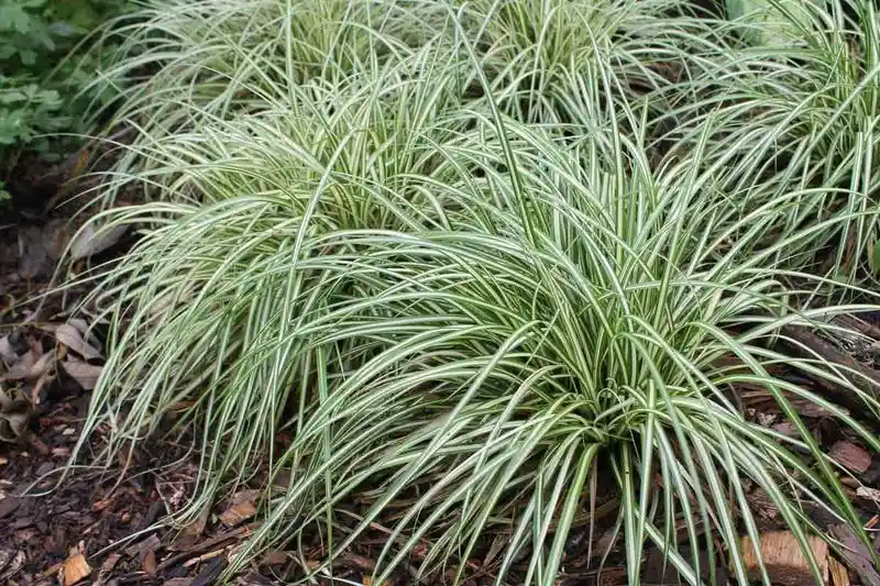 Sedges