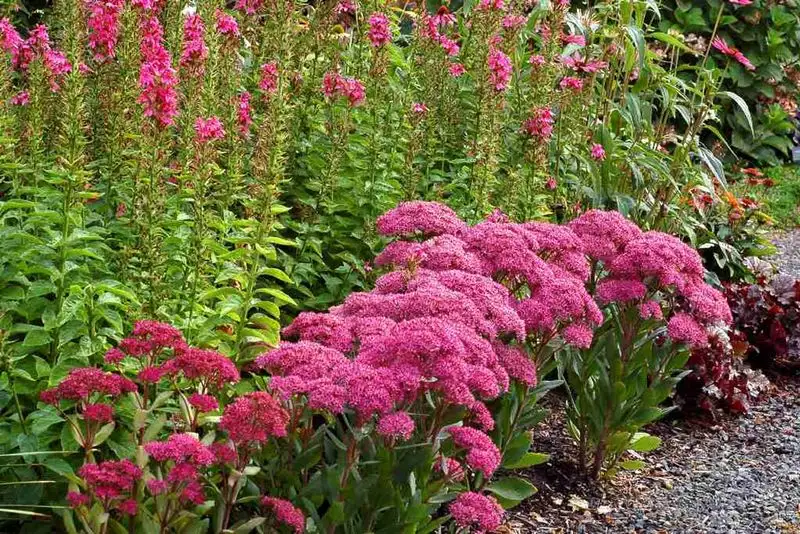 Sedum
