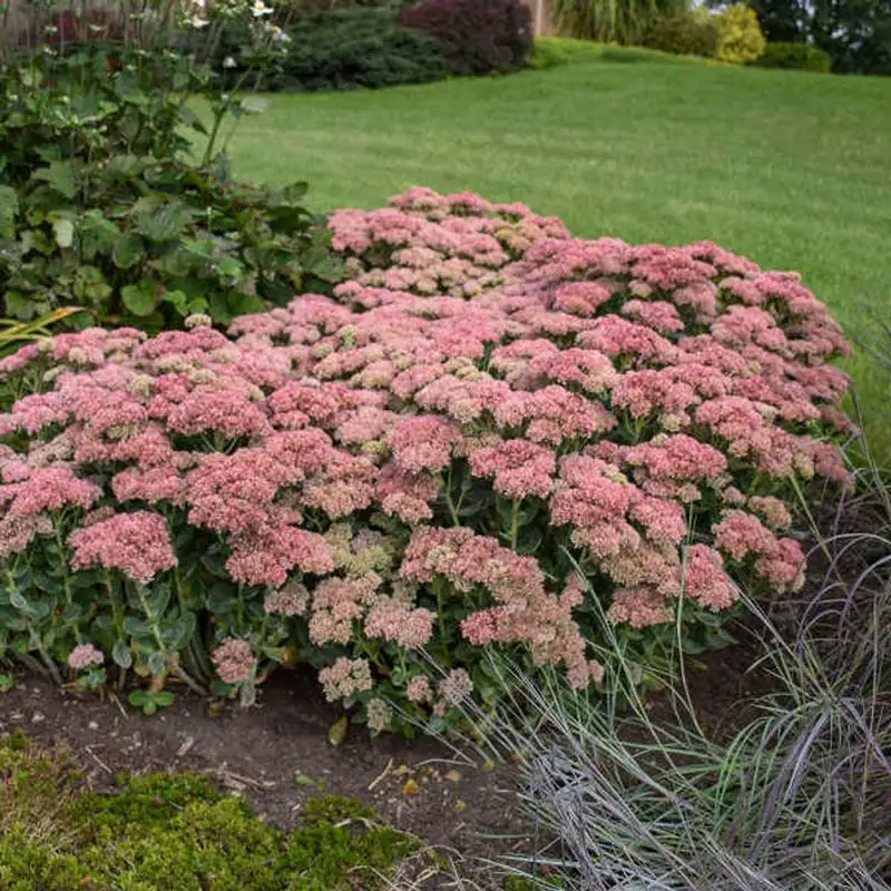 Sedum 'Autumn Joy'