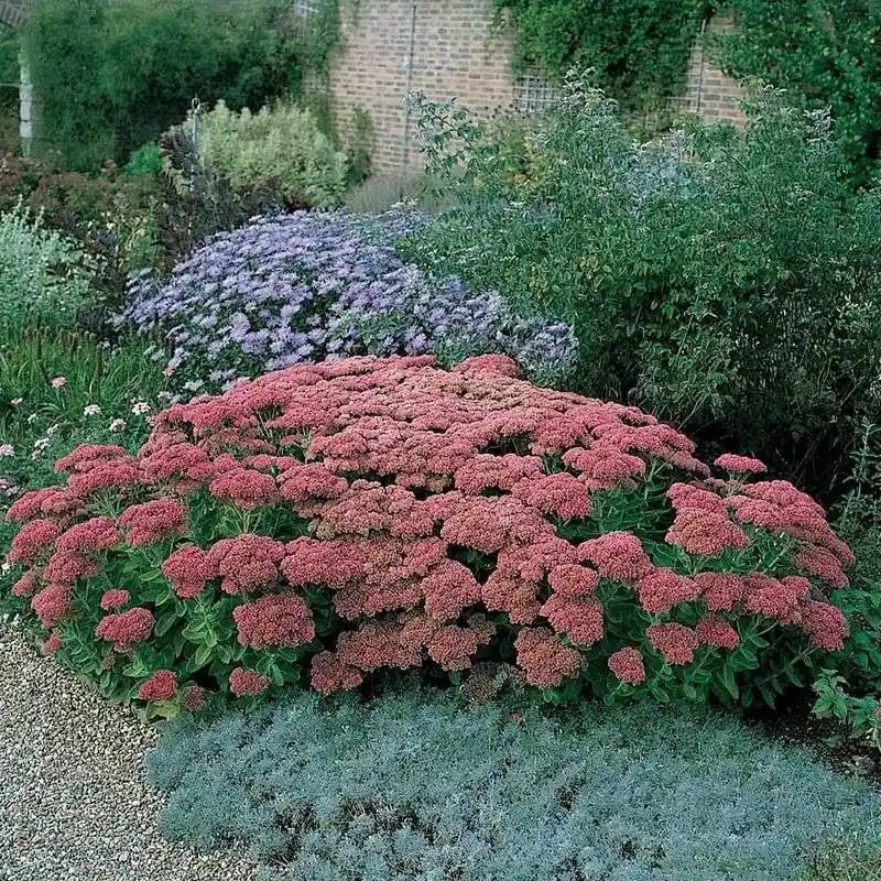 Sedum 'Autumn Joy'