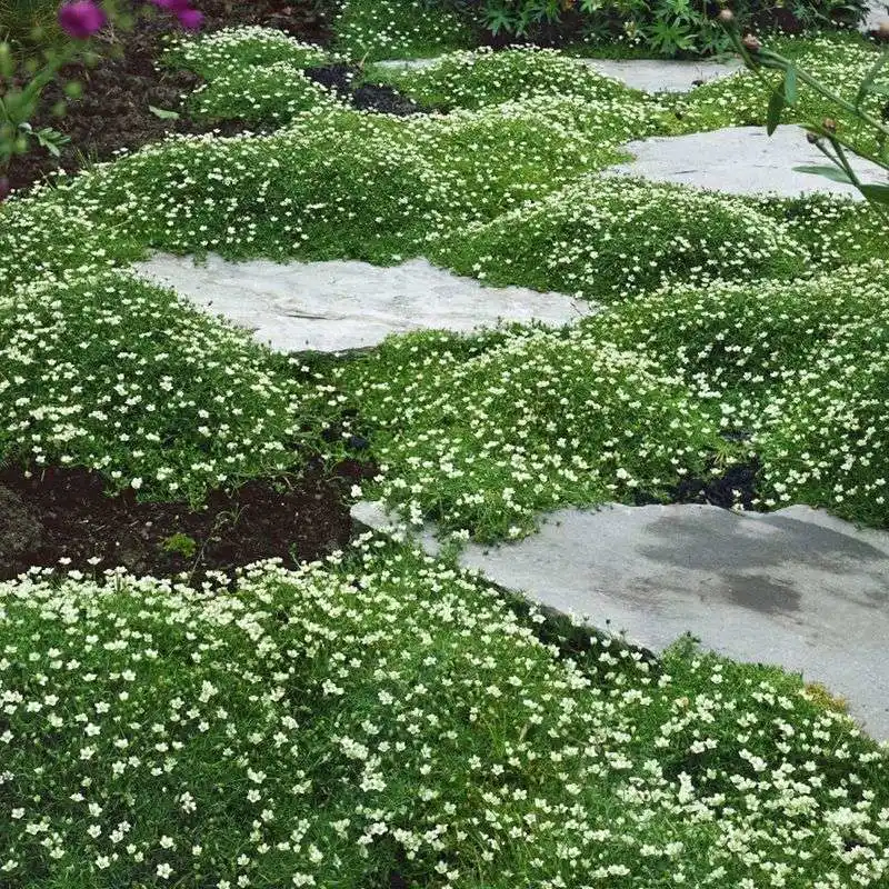 Irish Moss