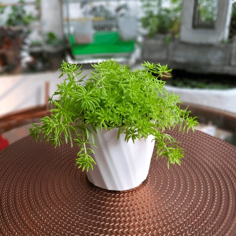 Sedum
