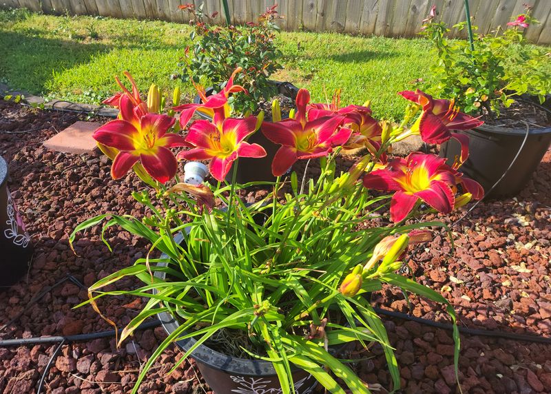 Daylily