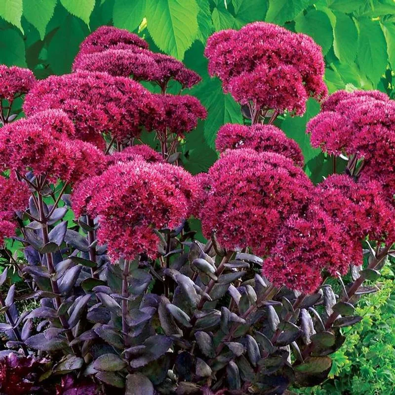 Sedum