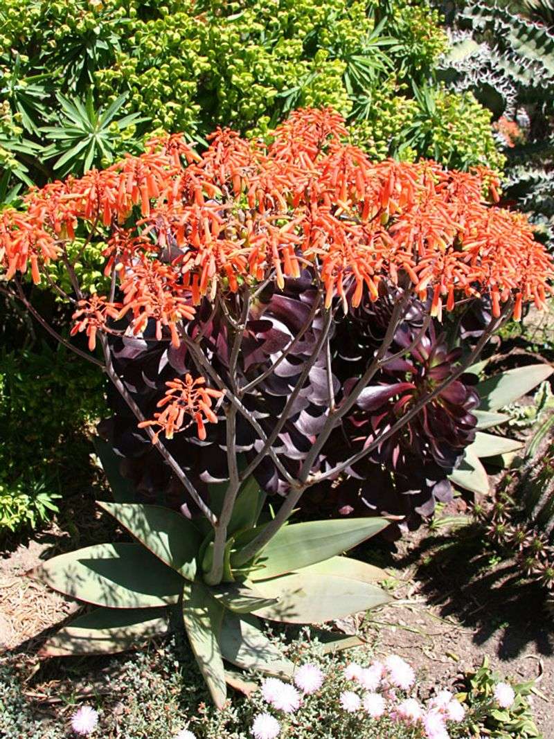 Aloe Striata