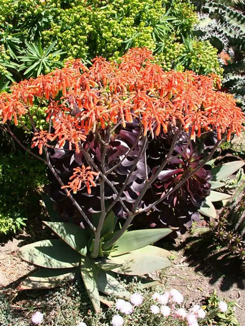 Aloe Striata