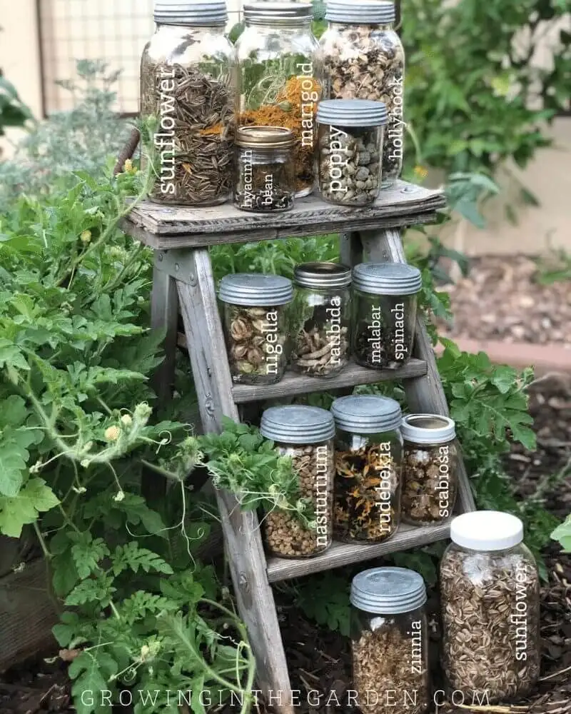 Seed-Saving Techniques