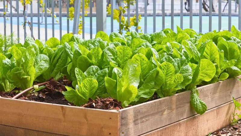 Garden Planning
