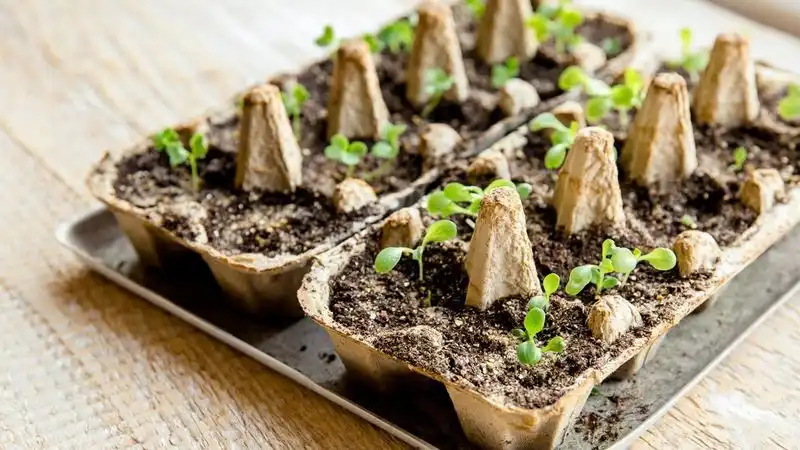 Seed Starters