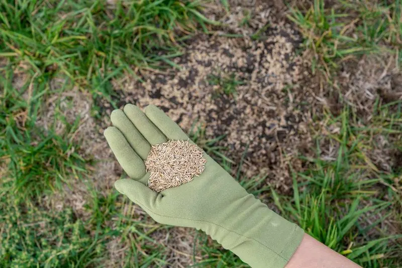 Seeding Bare Patches