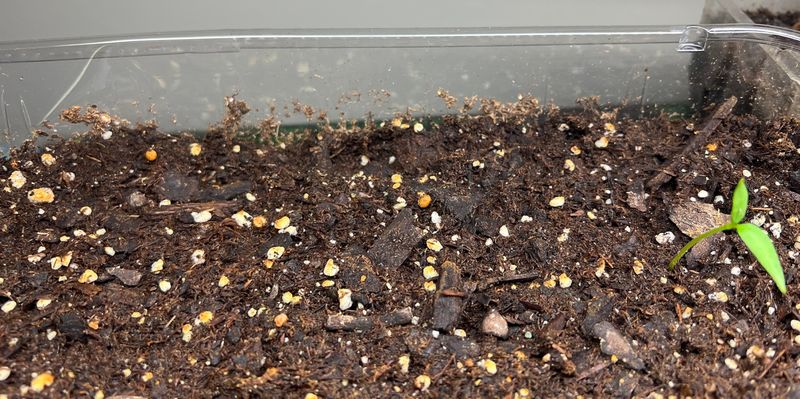 Seedlings Not Sprouting