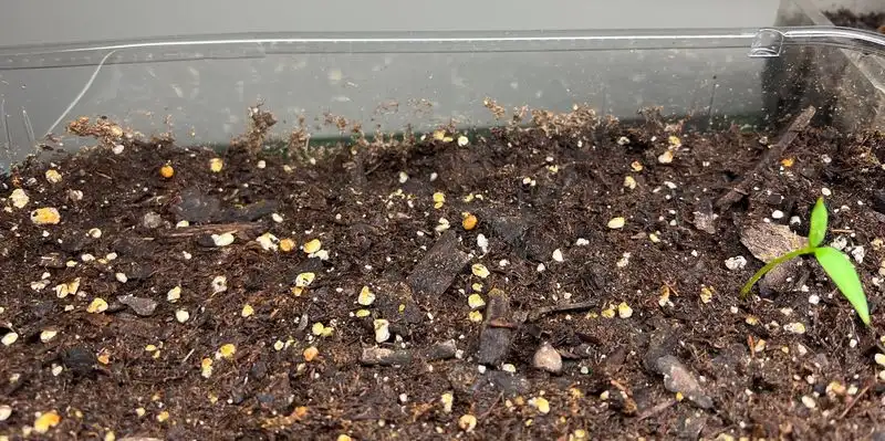 Seedlings Not Sprouting