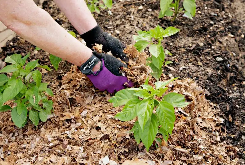 Mulch Application