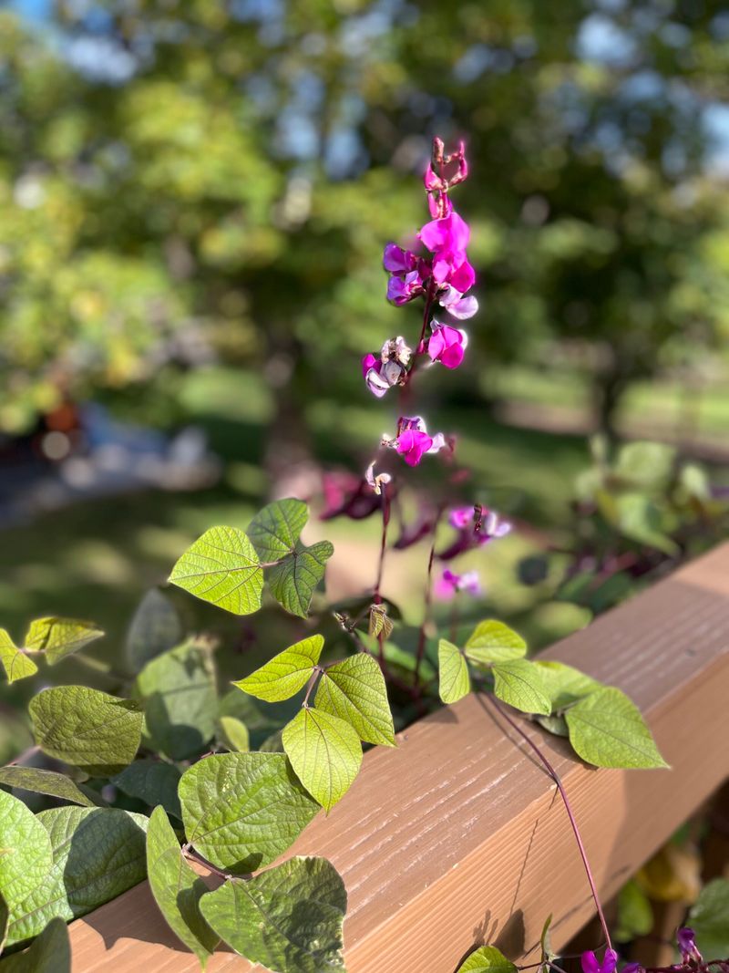 Select Unique Plant Varieties