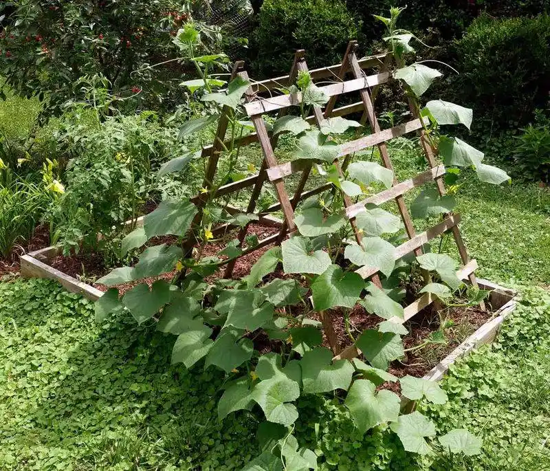 Design a Strong Trellis