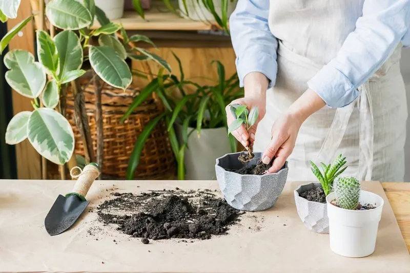 Selecting Appropriate Pot Sizes