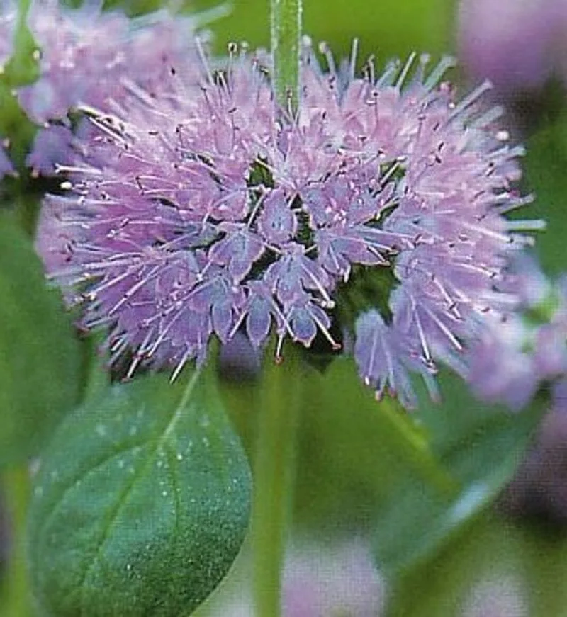 Pennyroyal