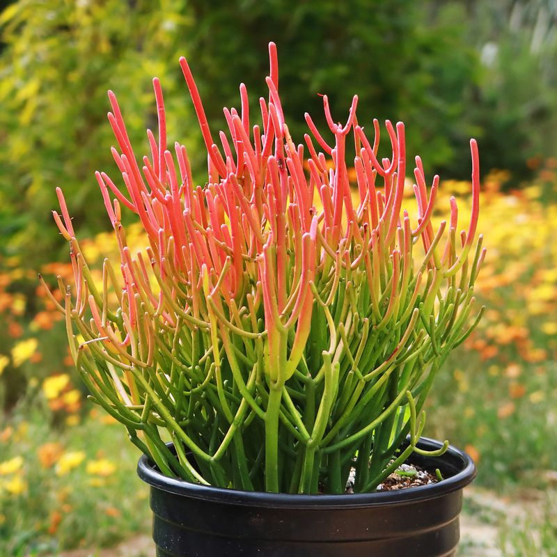 Euphorbia Tirucalli