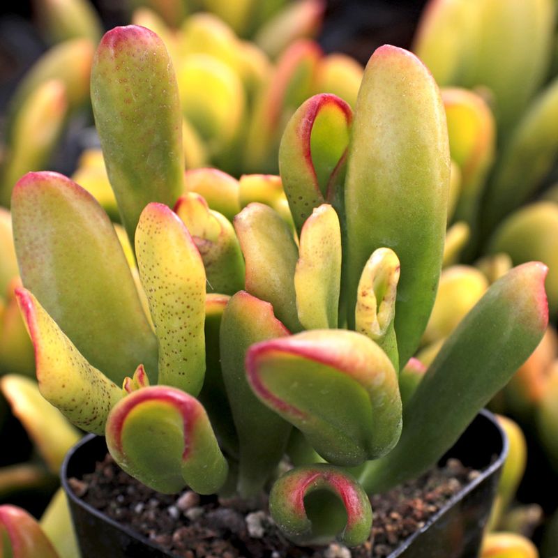 Crassula Ovata