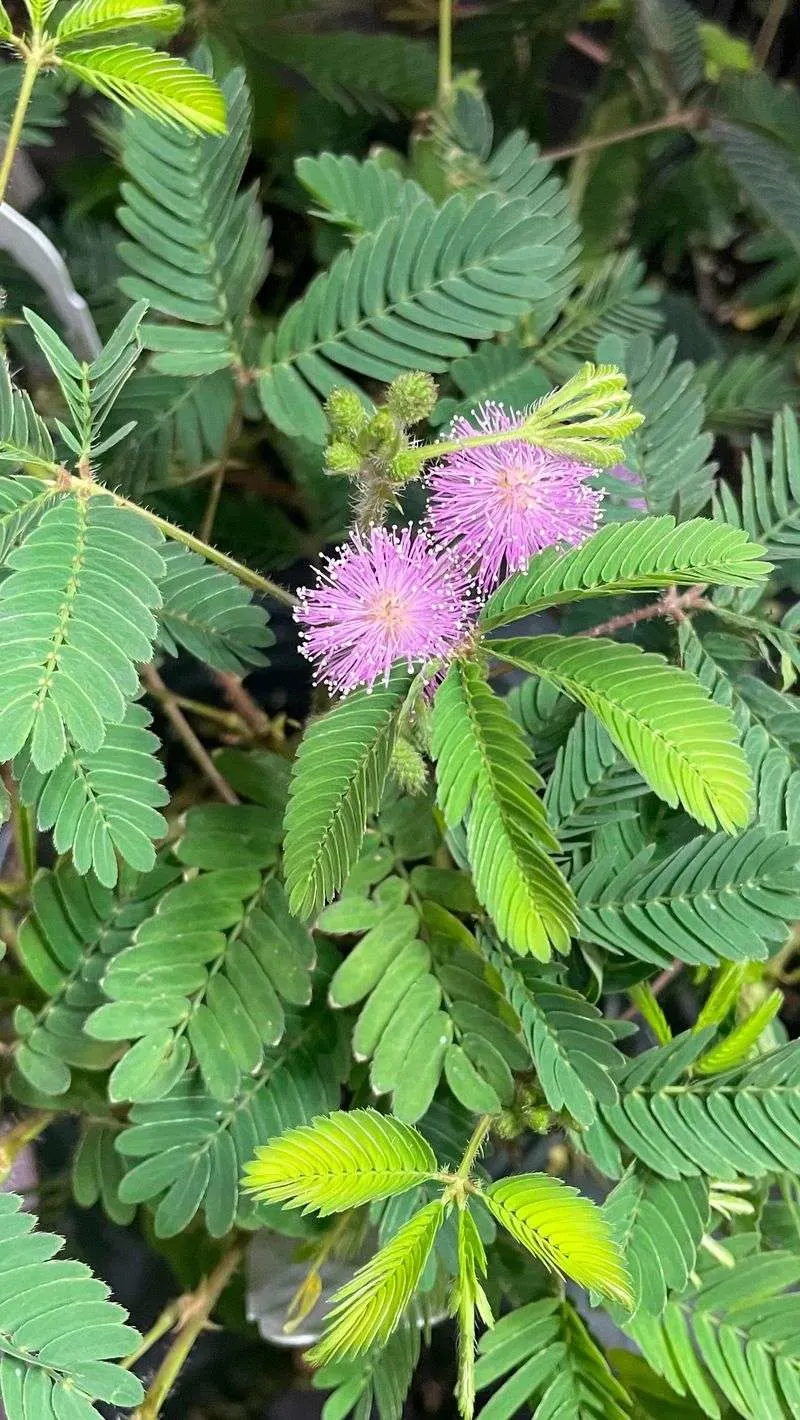 Sensitive Plant