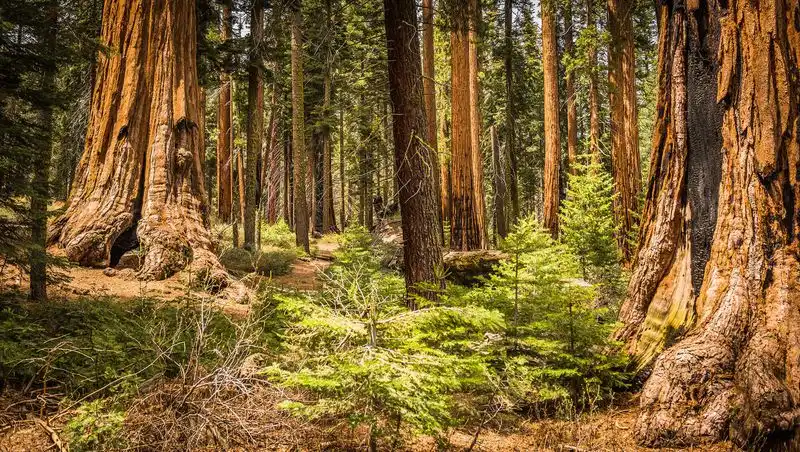 Sequoia and Kings Canyon National Parks