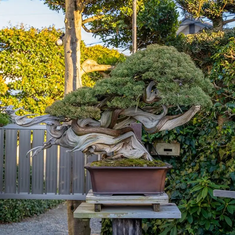 Bonsai