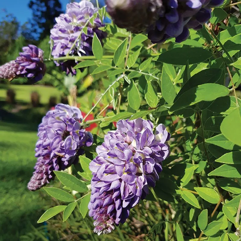 Native Wisteria