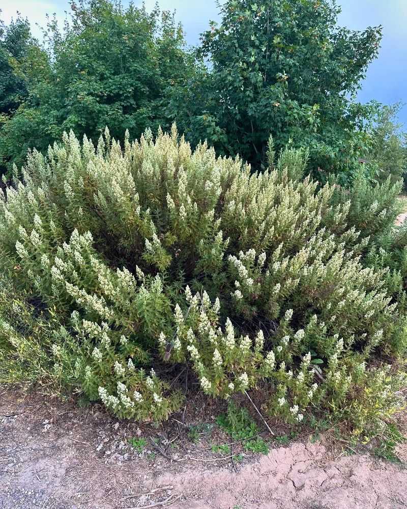 Fernbush