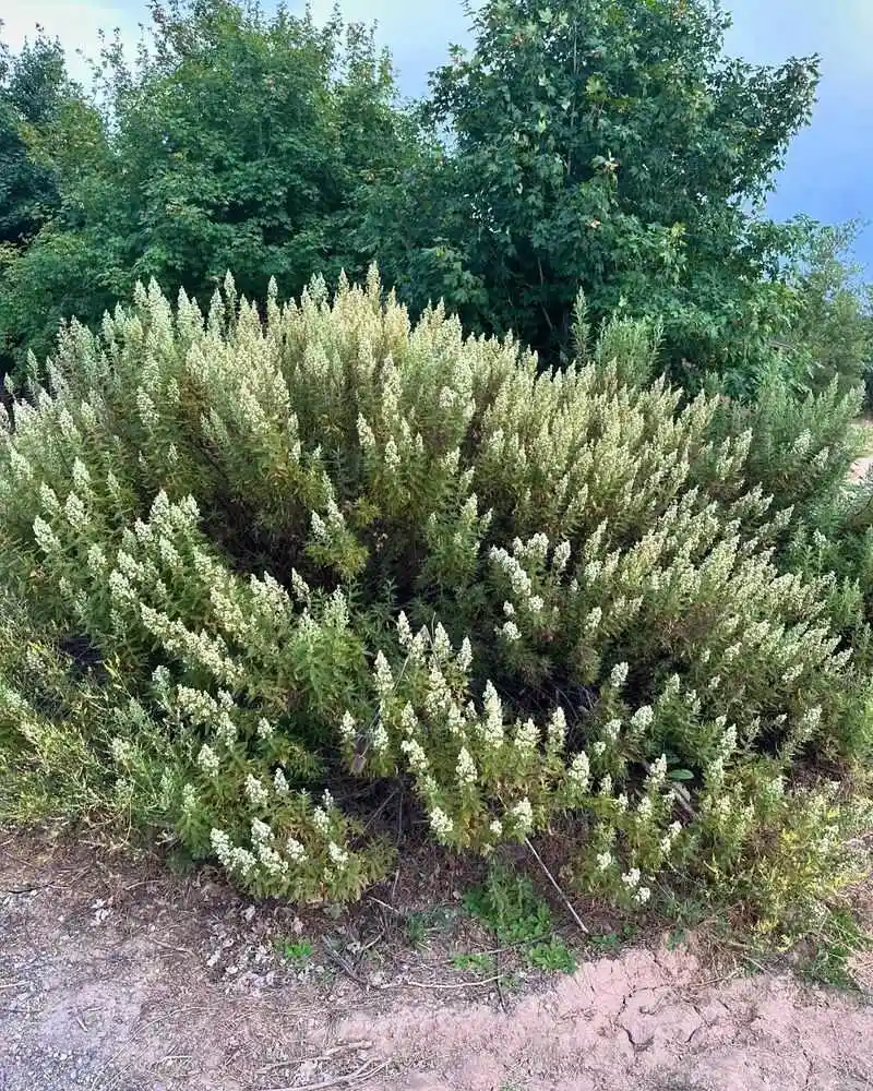 Fernbush