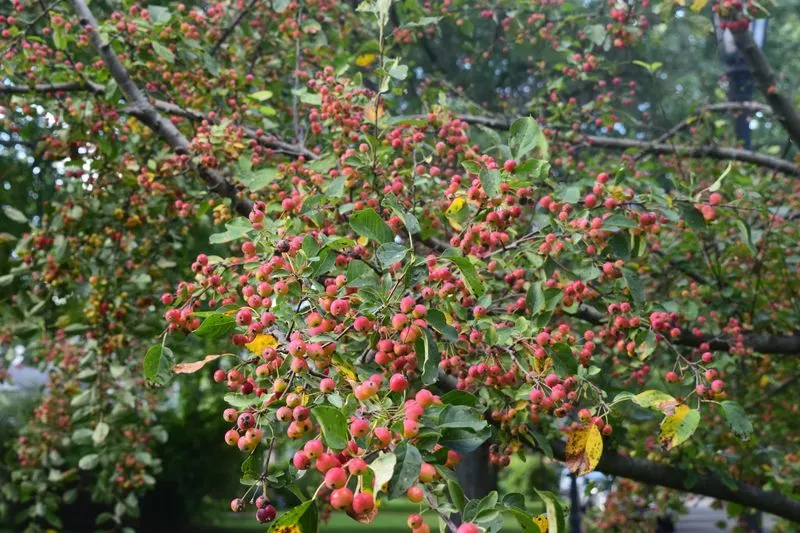 Crabapple Tree