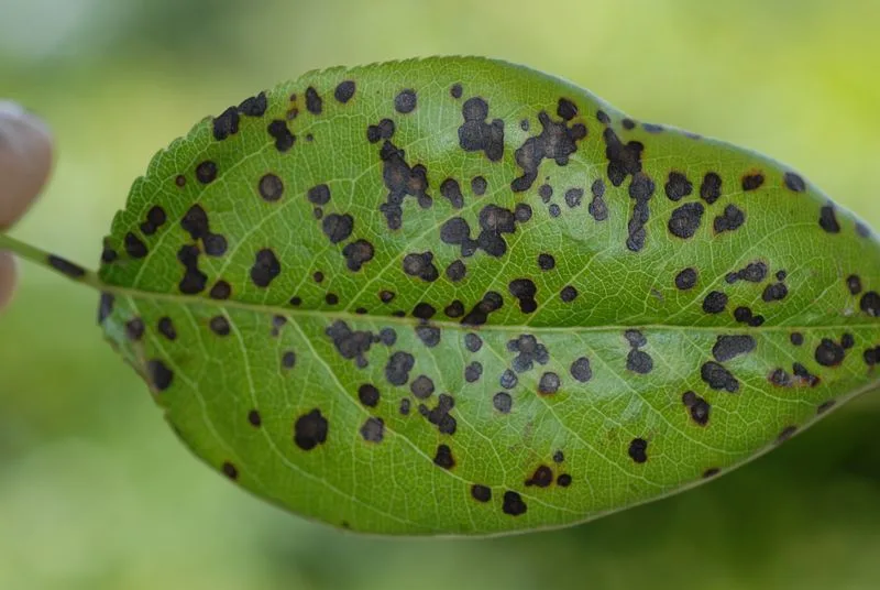 Leaf Spotting