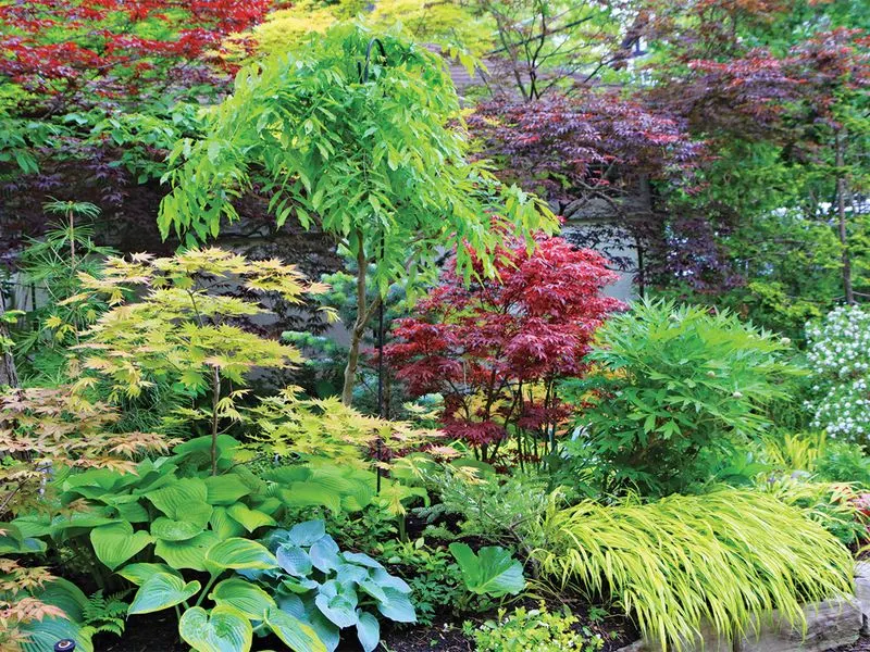 Shade Gardens
