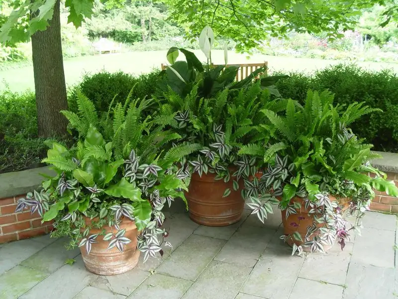 Shaded Fern Nook