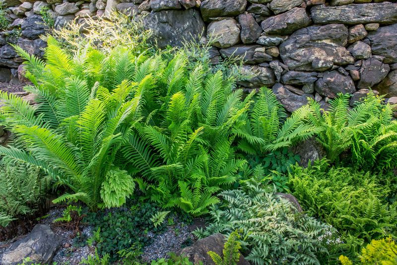 Shaded Fern Planter