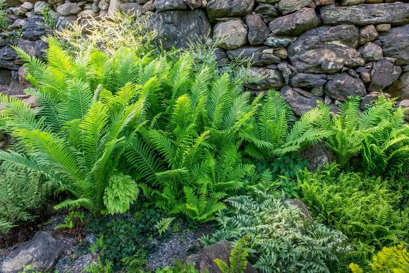 Shaded Fern Planter