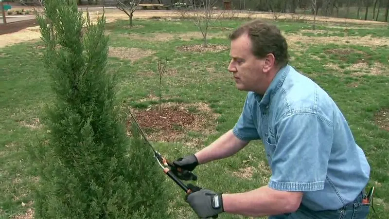 Shape Evergreens