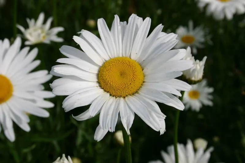 Shasta Daisy