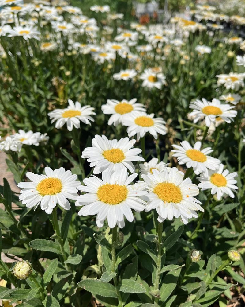 Shasta Daisy