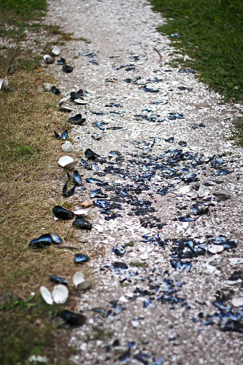 Shell Pathways