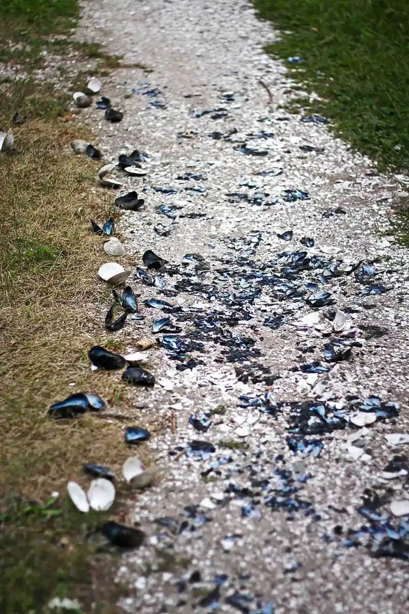 Shell Pathways