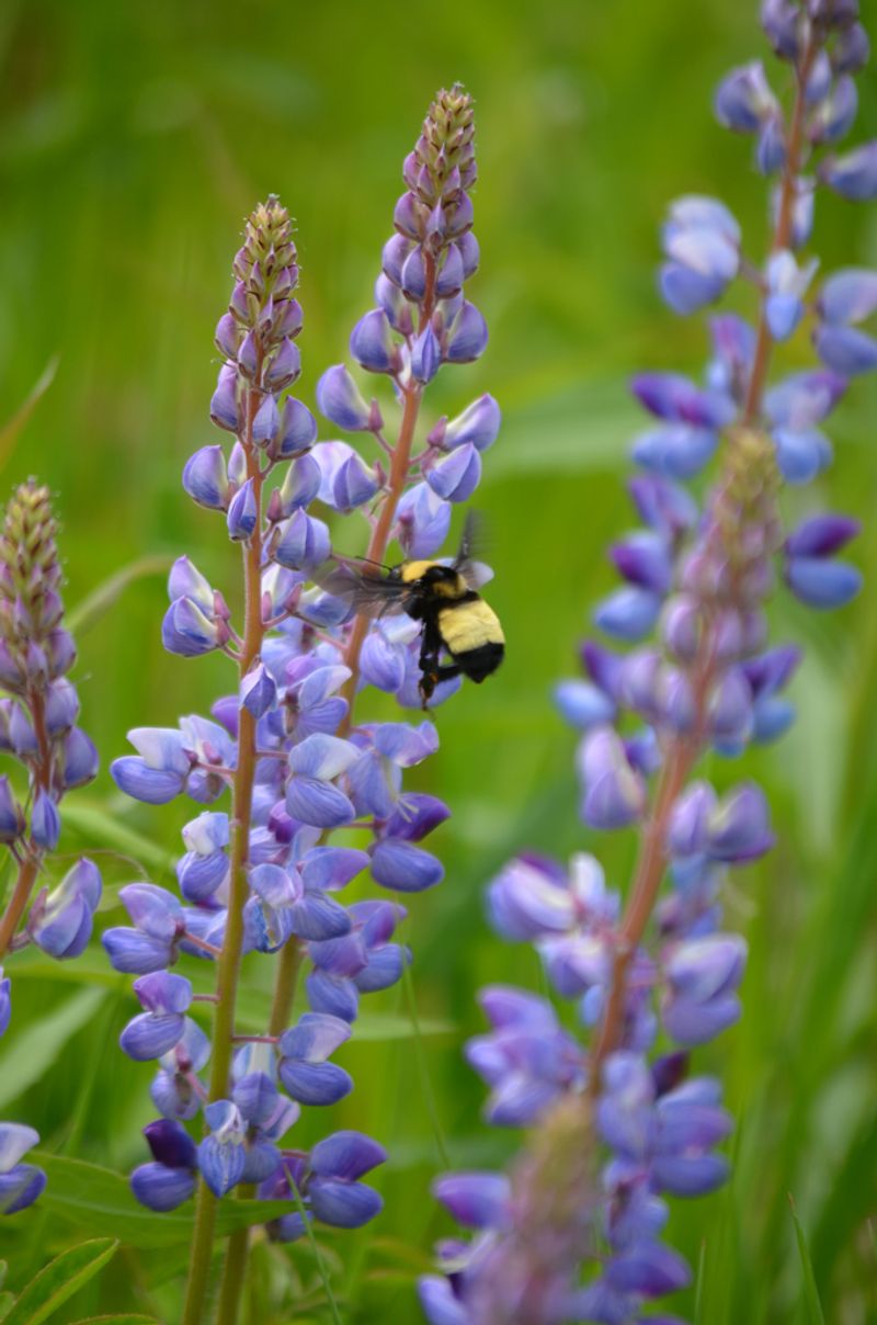 Rare Blue Lupine