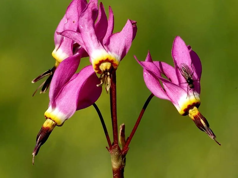 Shooting Star