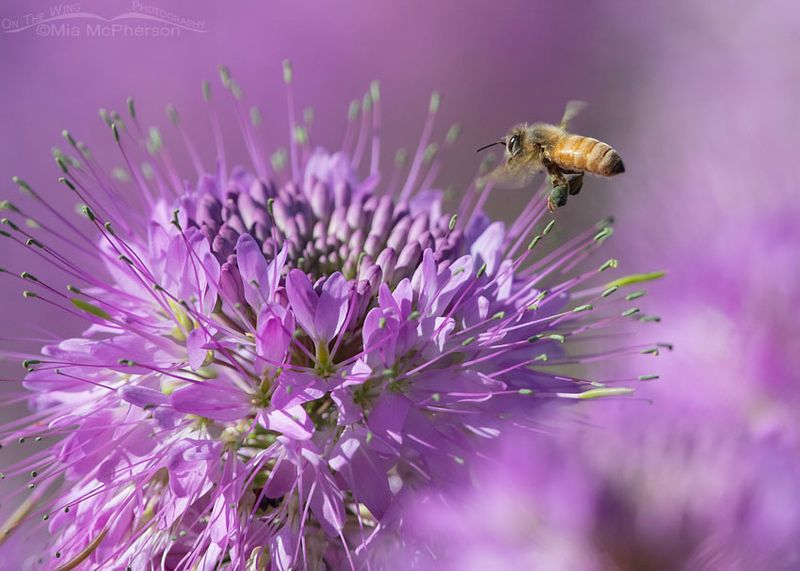 Rocky Mountain Bee Plant