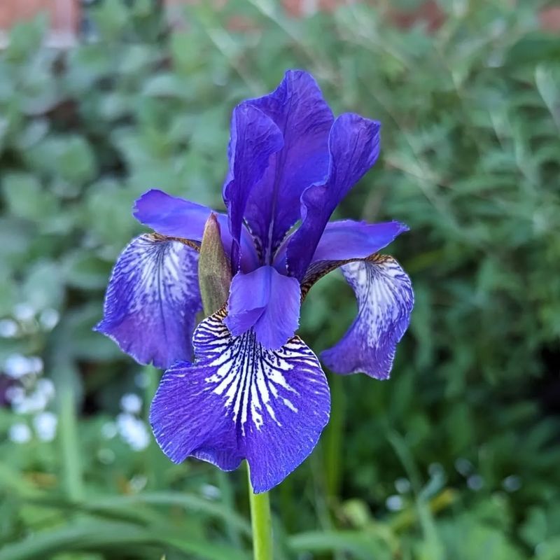 Siberian Iris