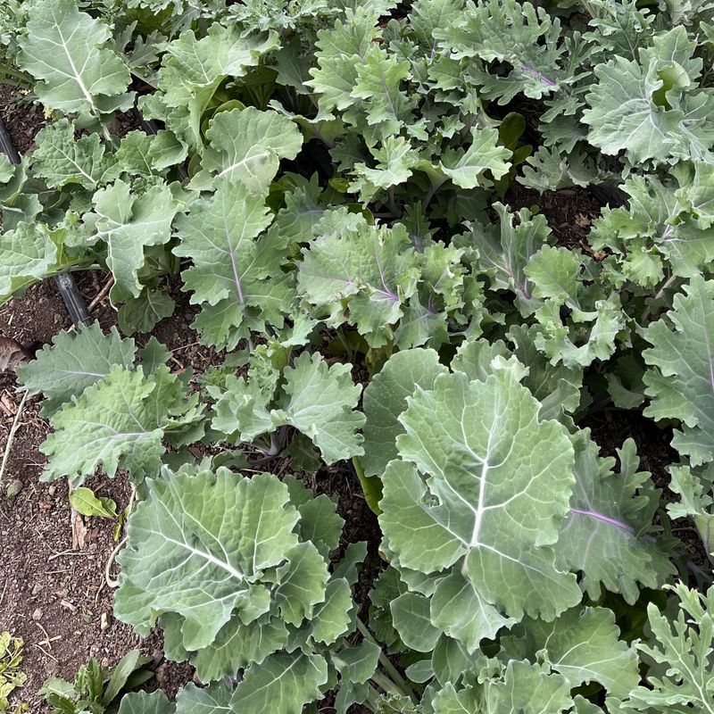 Siberian Kale