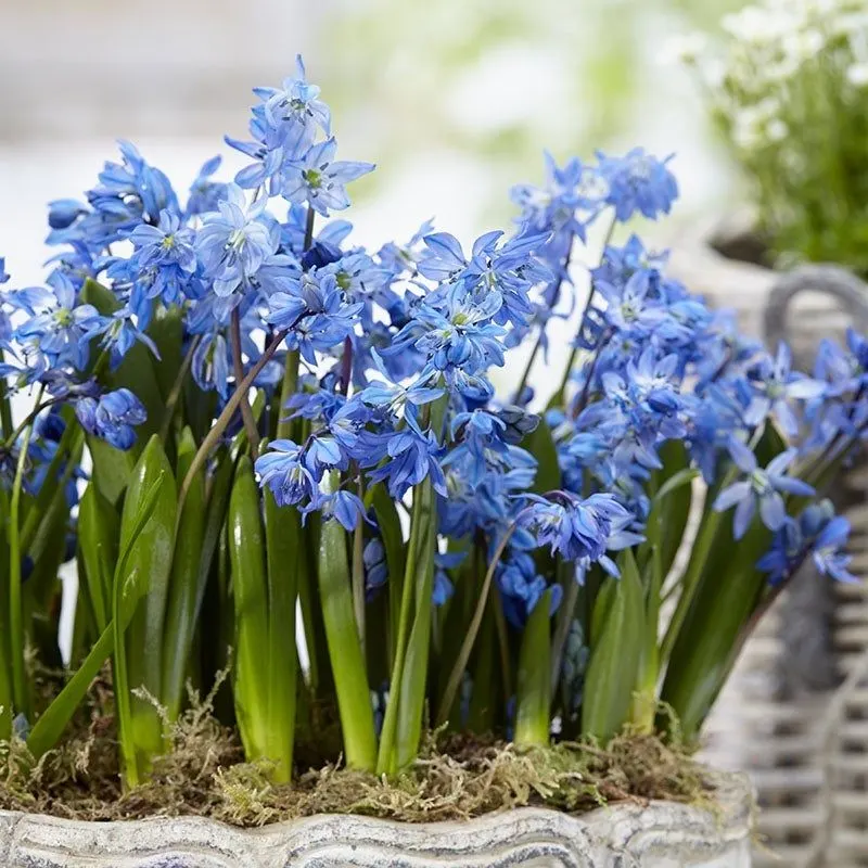 Siberian Squill (Scilla siberica)