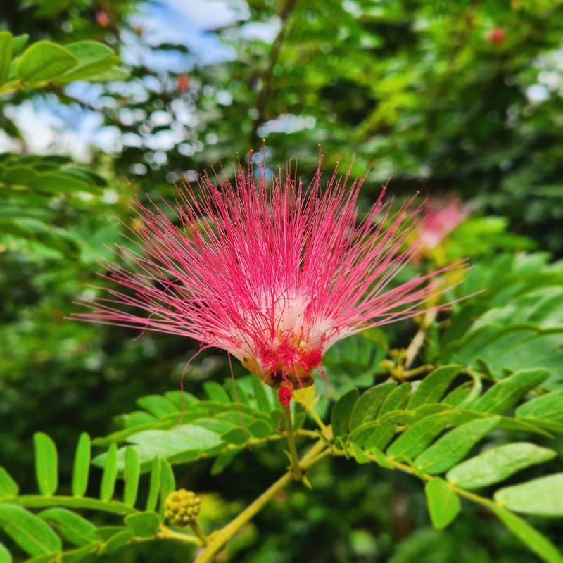 Silk Tree (Mimosa)