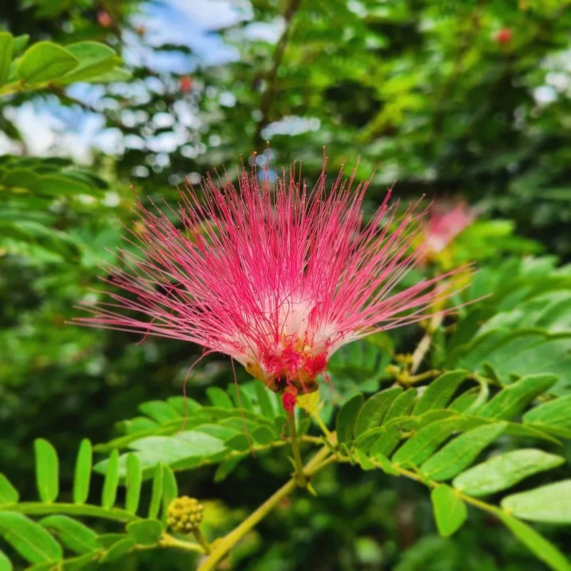 Silk Tree (Mimosa)