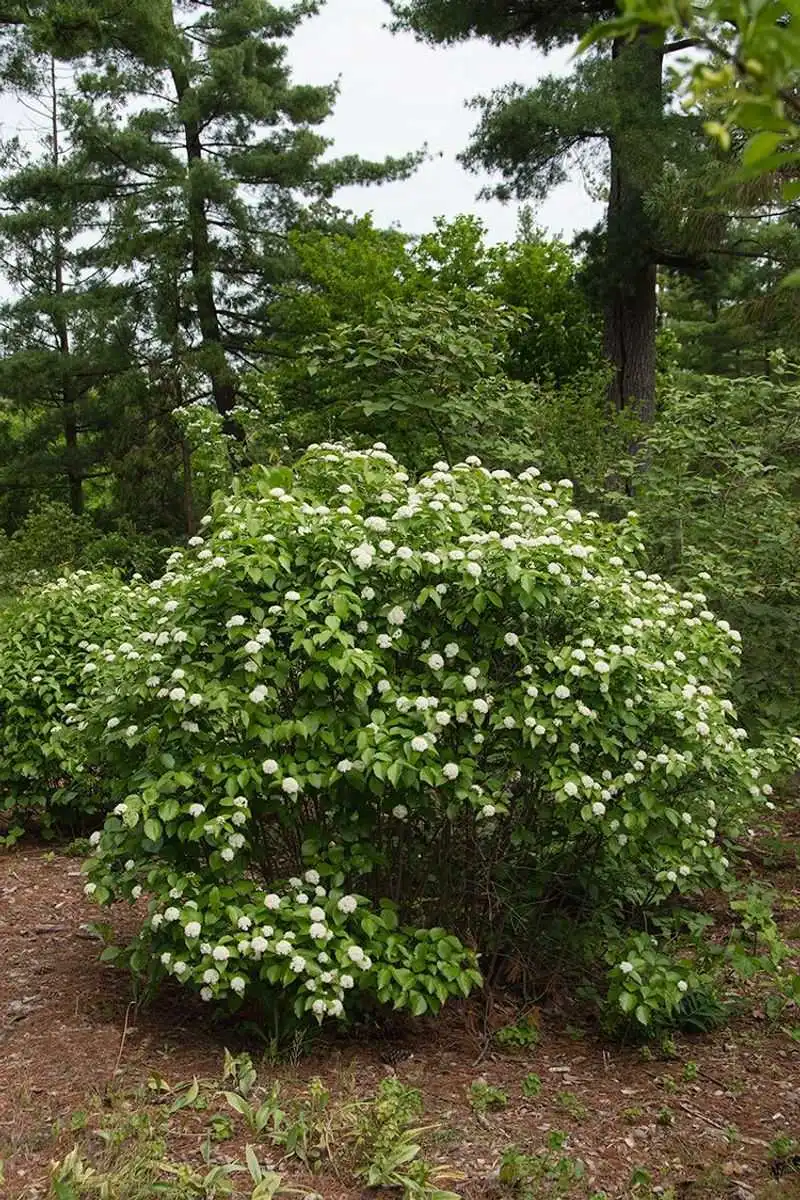 Blackhaw Viburnum
