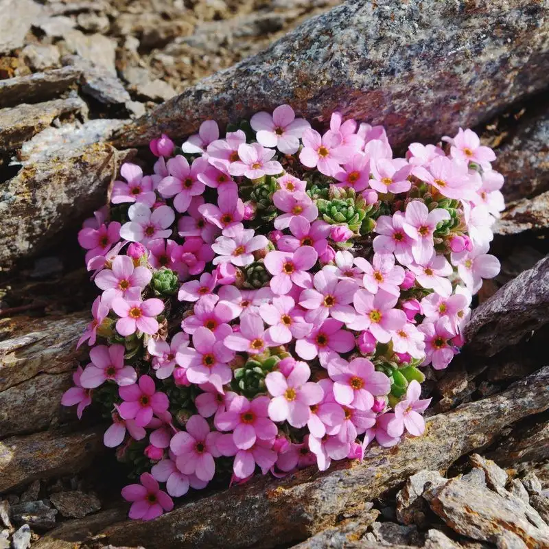 Rock Jasmine